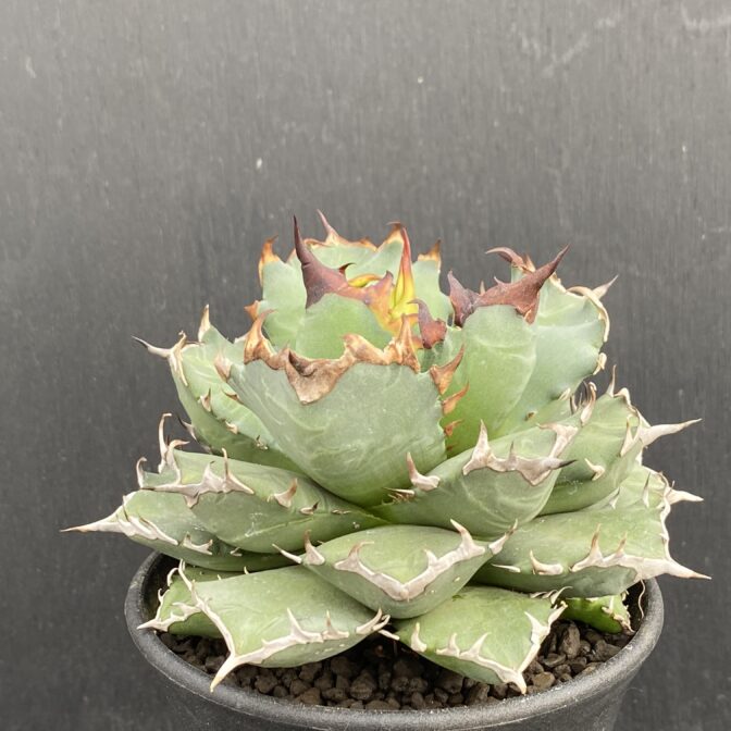 アガベ　姫減竜