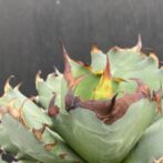 アガベ　姫減竜