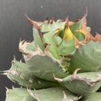 アガベ　姫減竜