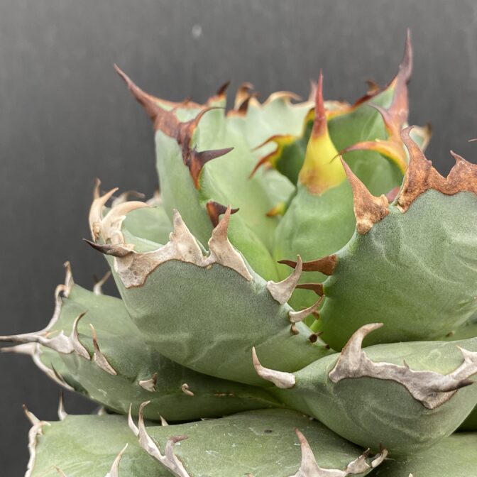 アガベ　姫減竜