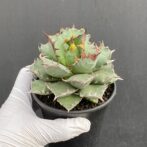 アガベ　姫減竜