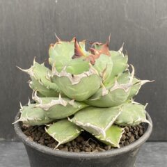 アガベ 姫厳竜 ②