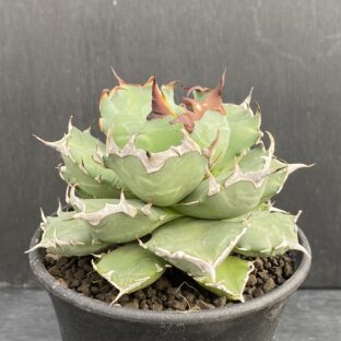 アガベ 姫厳竜 ②