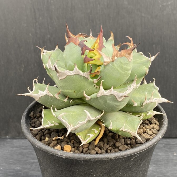 アガベ　姫厳竜