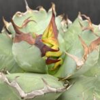 アガベ　姫厳竜