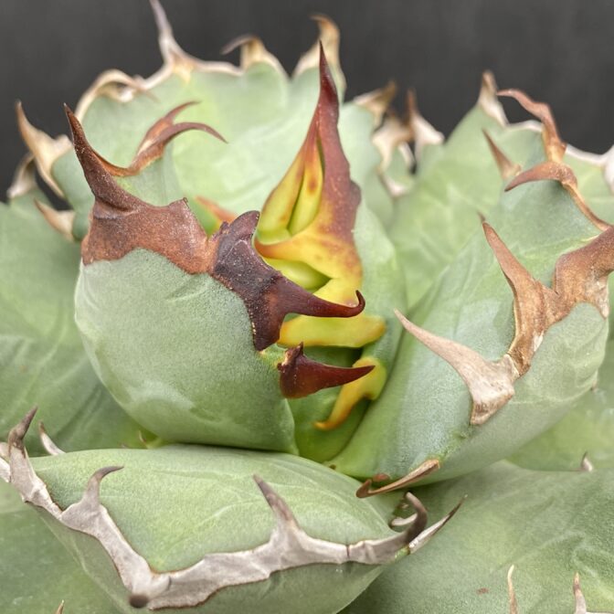 アガベ　姫厳竜