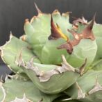 アガベ　姫厳竜