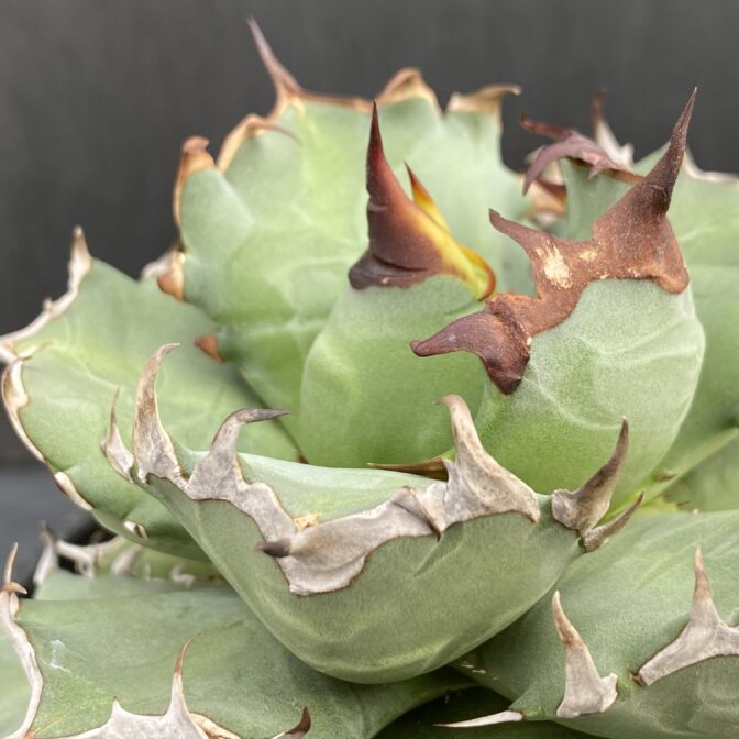 アガベ　姫厳竜