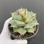 アガベ　姫厳竜