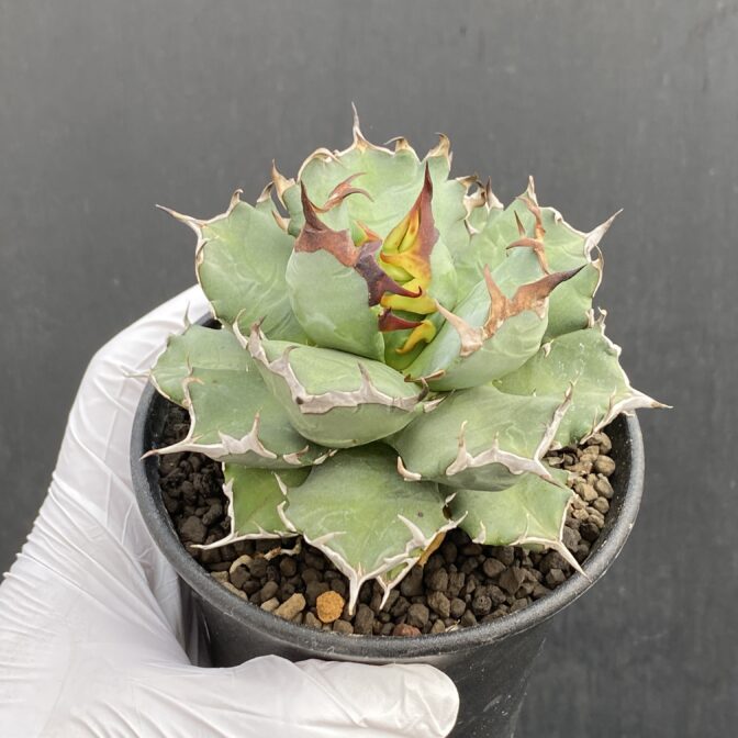 アガベ　姫厳竜