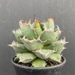 アガベ　姫厳竜