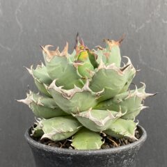 アガベ 姫厳竜 ③