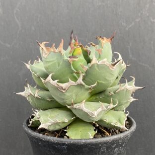 アガベ 姫厳竜 ③