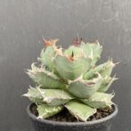 アガベ　姫厳竜