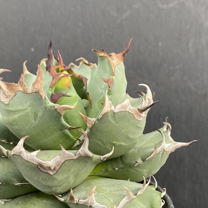 アガベ　姫厳竜