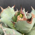 アガベ　姫厳竜