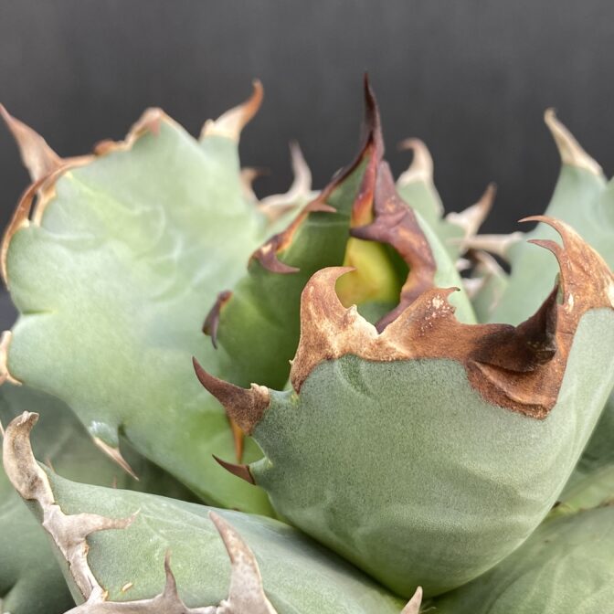 アガベ　姫厳竜