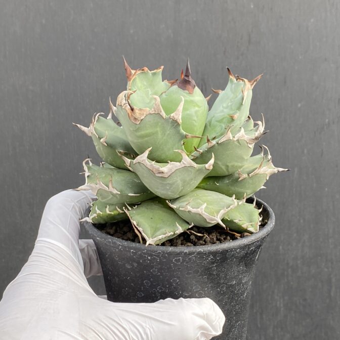 アガベ　姫厳竜