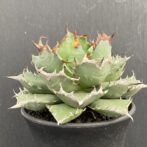 アガベ　姫厳竜