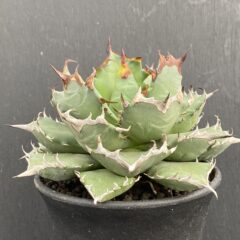 アガベ 姫厳竜 ④