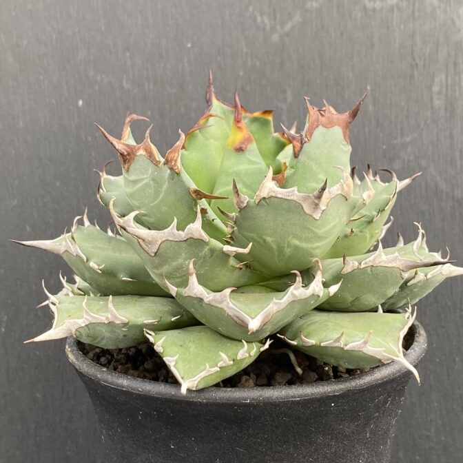 アガベ　姫厳竜