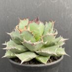 アガベ　姫厳竜