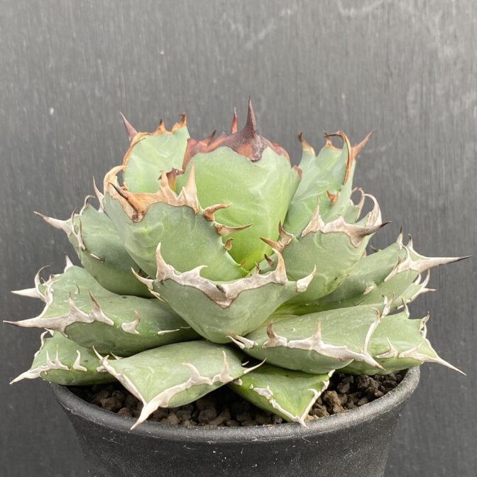 アガベ　姫厳竜