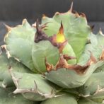 アガベ　姫厳竜