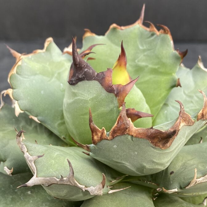 アガベ　姫厳竜