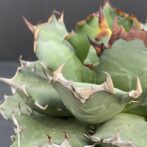 アガベ　姫厳竜