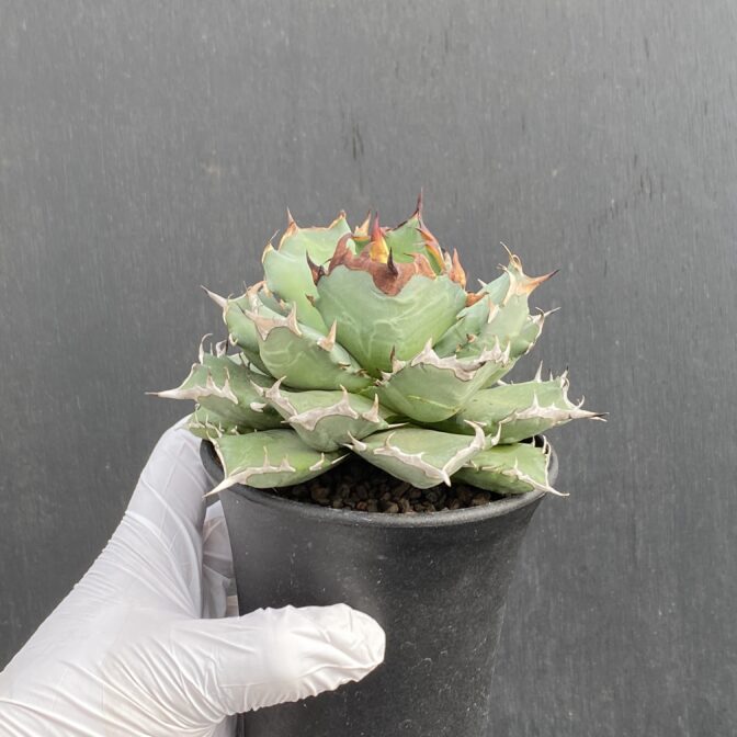 アガベ　姫厳竜