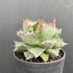 アガベ　姫厳竜