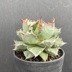 アガベ 姫厳竜 ⑤