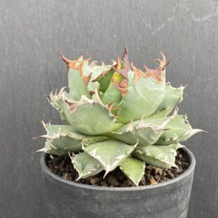 特別な植物に特別な鉢を ｜ Ms'+ (エムズプラス)