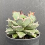 アガベ　姫厳竜