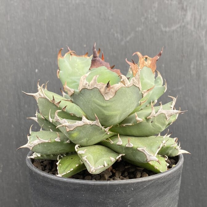 アガベ　姫厳竜