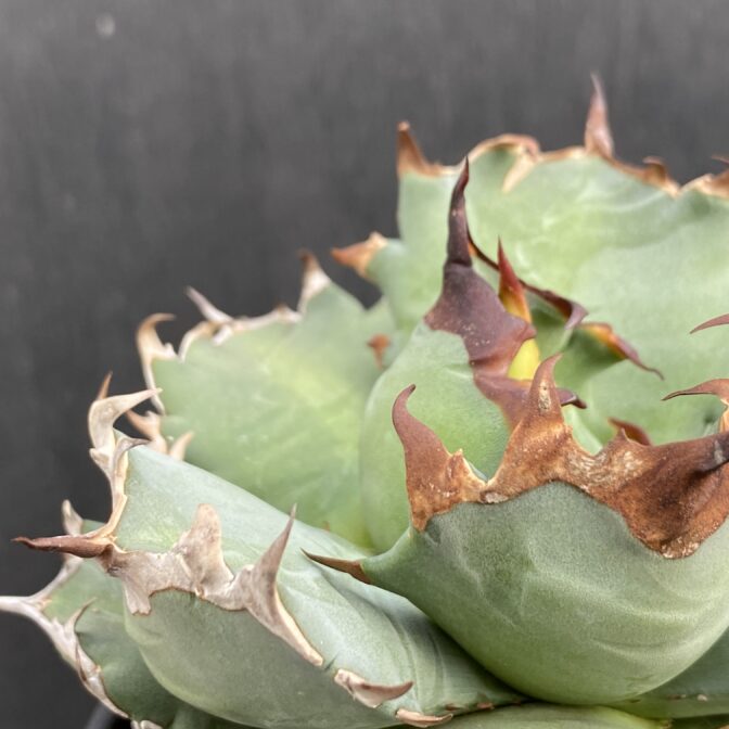 アガベ　姫厳竜