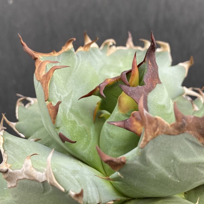 アガベ　姫厳竜