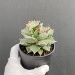 アガベ　姫厳竜