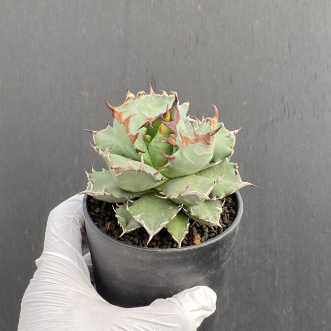 アガベ　姫厳竜