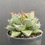 アガベ　姫厳竜