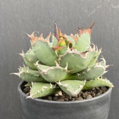 アガベ 姫厳竜 ⑥