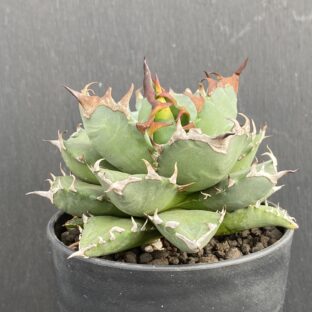 アガベ 姫厳竜 ⑥