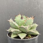 アガベ　姫厳竜