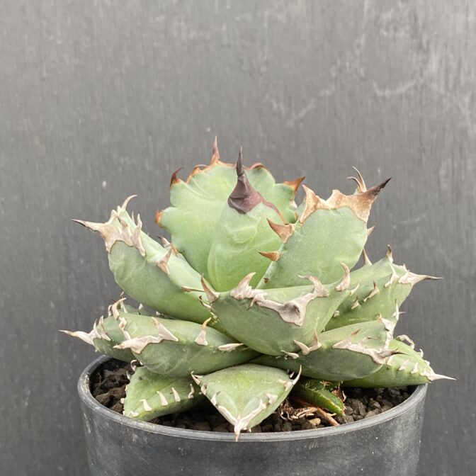 アガベ　姫厳竜