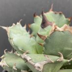 アガベ　姫厳竜