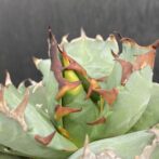 アガベ　姫厳竜