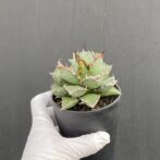 アガベ　姫厳竜