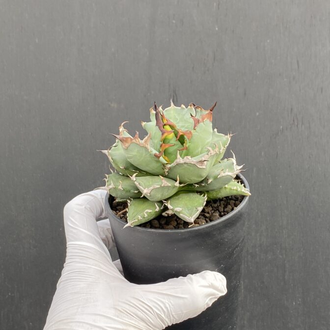 アガベ　姫厳竜