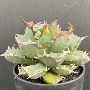 アガベ 姫厳竜 ⑦